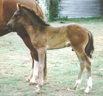 Peruvian Paso Gelding - No Idea