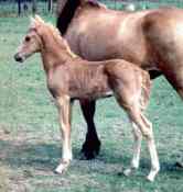 Peruvian Paso Stallion - Cloud Dancin
