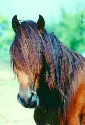 BK Ciclon   I am so handsome, breed to me.