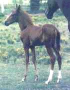 Peruvian Paso Colt  -  VB