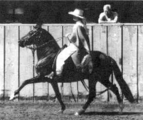 Perucian Stallon Villa Secreto showing